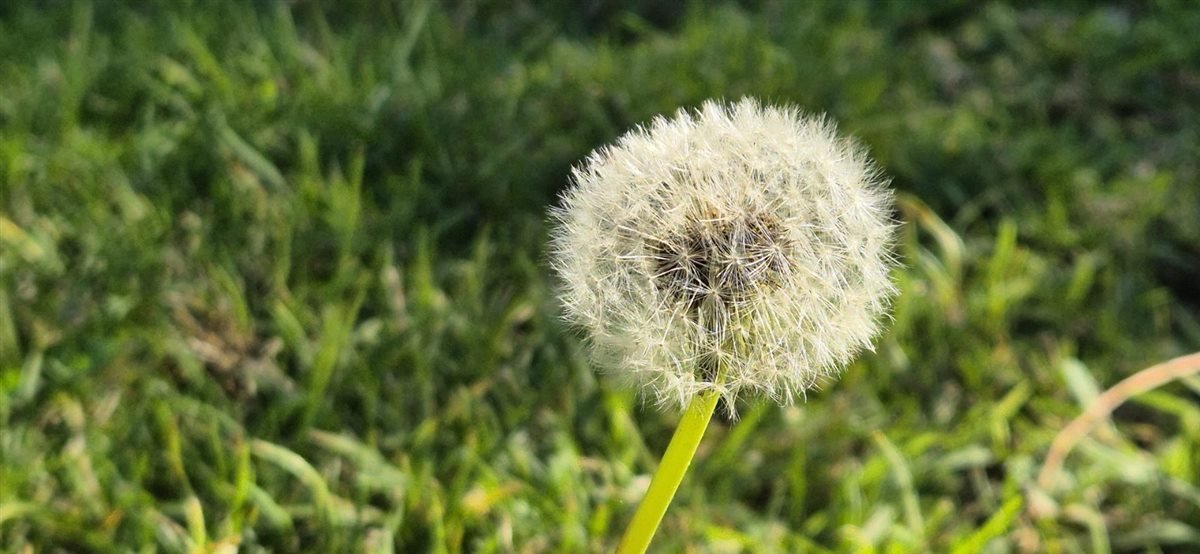 A white dandelion seed head in green grass